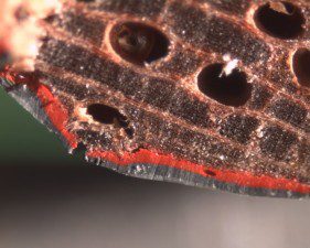 Typische celdeformatie op afrondingen in loofhout (meranti) waarbij grote vaten zijn ingedrukt. In beide foto’s is op de afronding een probleem ontstaan met relatief grote houtvaten die dicht onder het oppervlak liggen en daar, bijvoorbeeld als gevolg van bot snijgereedschap, te maken krijgen met grote krachten op het hout waardoor de vaten worden samengedrukt.
Wanneer de in dit gebied samengedrukte cellen en vaten met vocht in aanraking komen, vaak is dat in de bouwfase in vochtige periodes, dan zullen ze weer hun oorspronkelijke vorm aannemen. Samengedrukte gebiedjes op de afronding richten zich op en de verflaag kan dit niet altijd opvangen. In het laatste geval zal de verflaag barsten.
