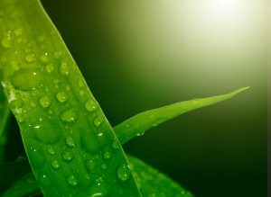 Lignine komt voor in de celwand van planten en bevat veel aromatische verbindingen die we goed kunnen gebruiken.